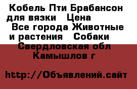 Кобель Пти Брабансон для вязки › Цена ­ 30 000 - Все города Животные и растения » Собаки   . Свердловская обл.,Камышлов г.